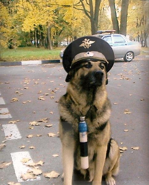 Немецкая овчарка в фуражке
