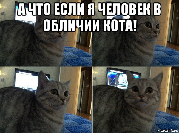 Популярные коты мемы