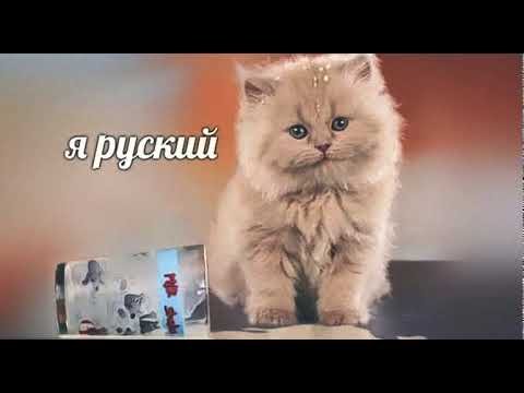 Котенок я русский