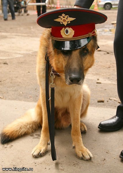 Овчарка в фуражке