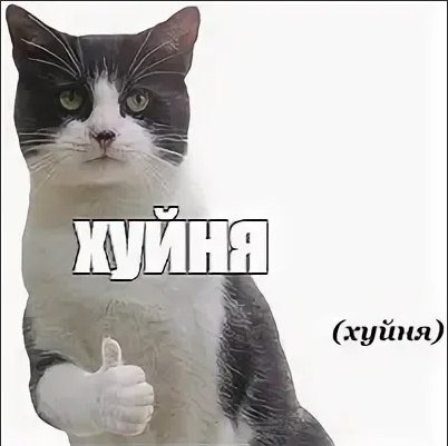 Кот показывает класс