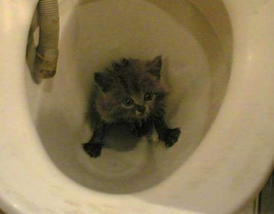 Животные в туалете