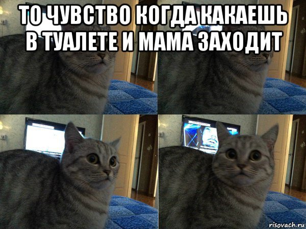 Кот какает Мем