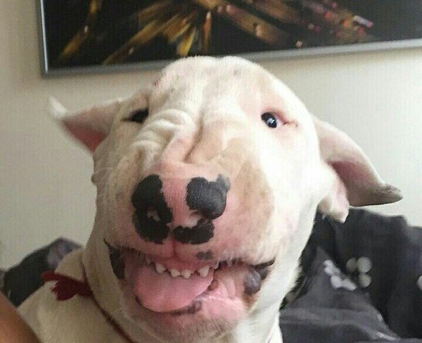 Улыбка бультерьера