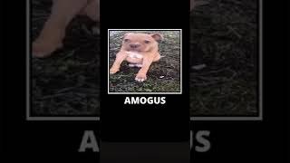 АМОГУС собака прикол