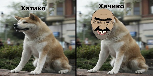 Смешной Хатико