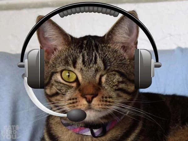 Кричащий котик в наушниках