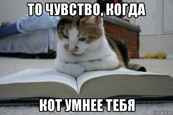 Кот с книгой