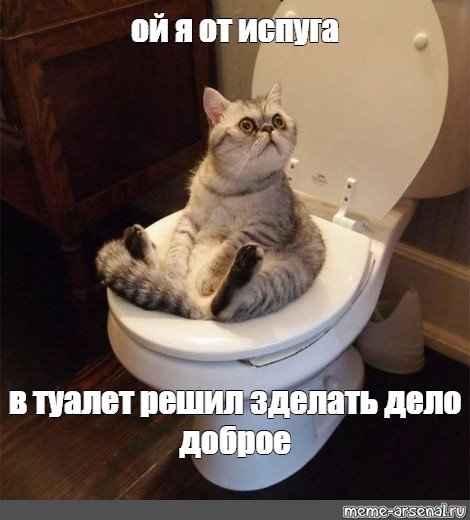 Кот сидит на унитазе с телефоном