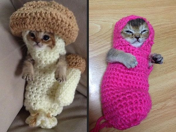 Котенок ночка