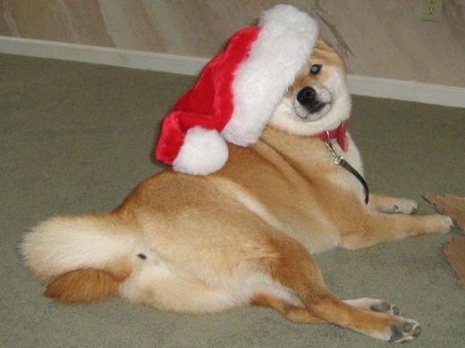Новогодние мемы с собаками
