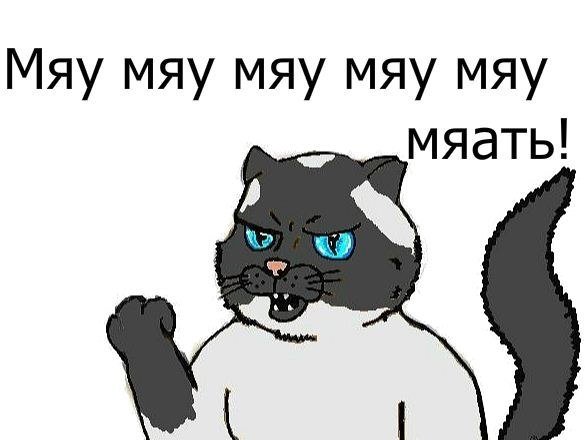 Котик мяу