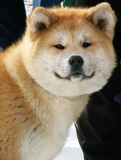 Порода Хатико Акита-ину Мем