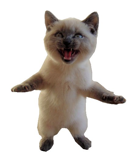 Котенок танцует