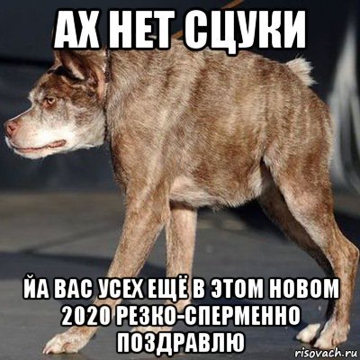 Собака сутулая Мем