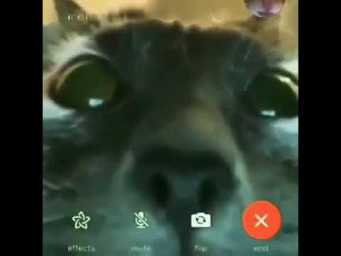Кот видеозвонок