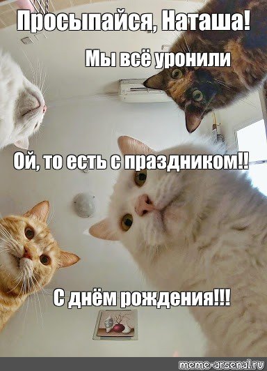 Наташ с др с котиками