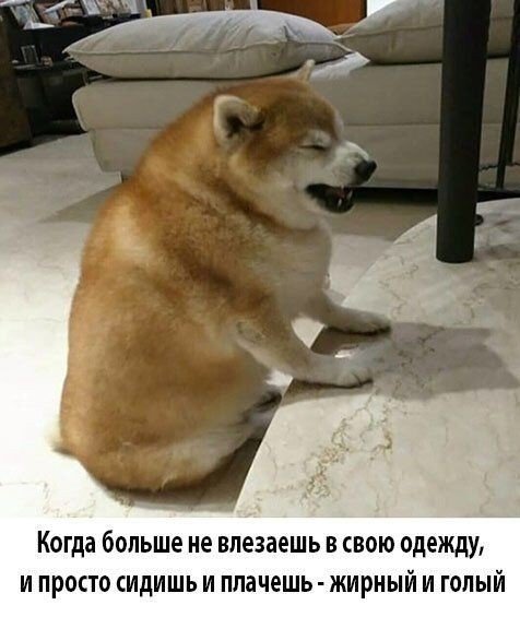 Сиба ину толстые