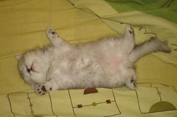Котик спит на спине