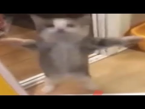 Танцующий кот gif