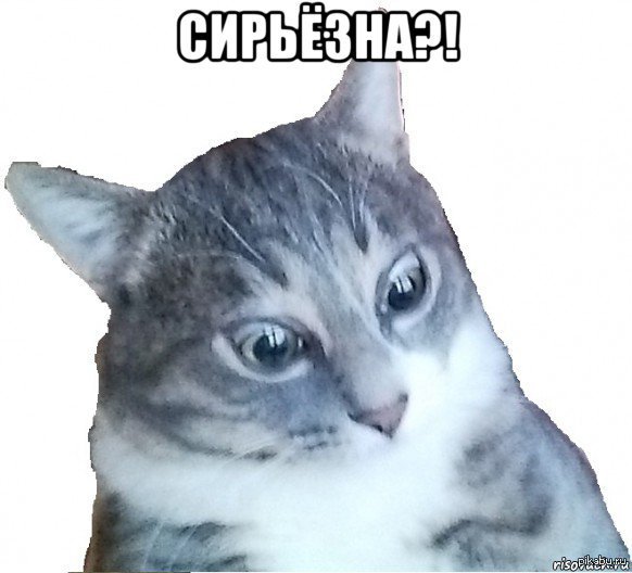 Мемы с котами да