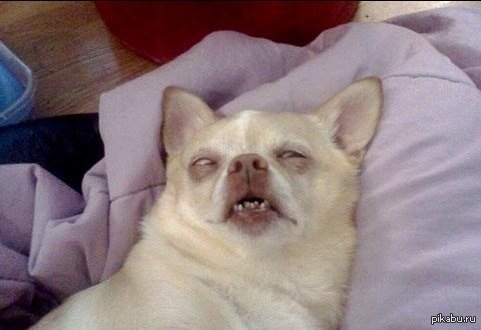 Собака кайфует