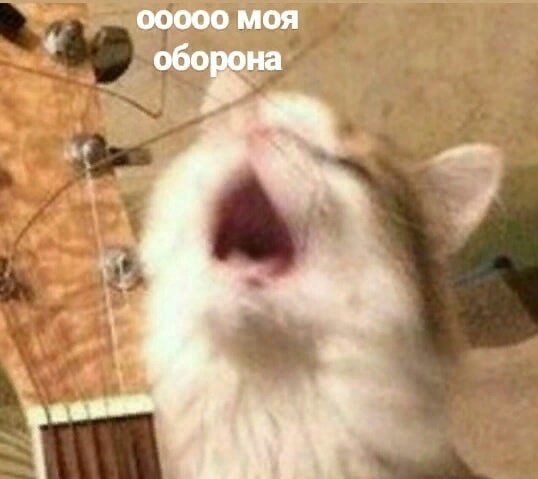 ООО моя оборона кот