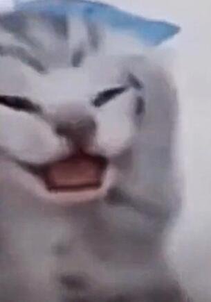 Котенок держится за голову