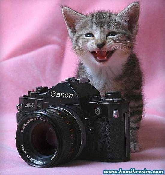 Кот с фотоаппаратом