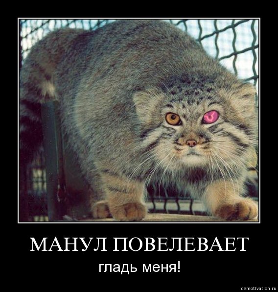 Манул погладь кота сука