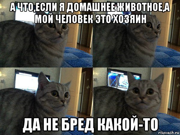 Мемы с котом