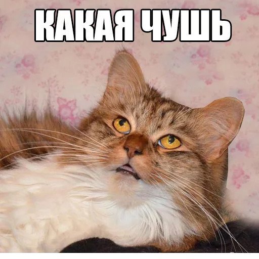 Котик Мем