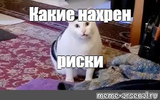 Толстый кот Мем мяукает