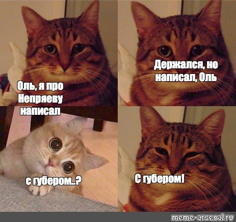 Держусь Мем с котом