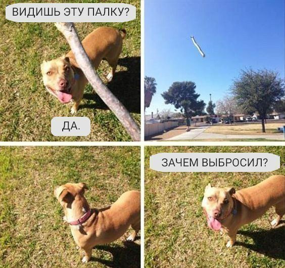 Мемы про животных и людей