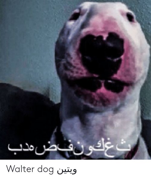 Собака со сковородкой