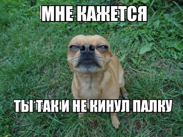 Мемы с животными и надписями