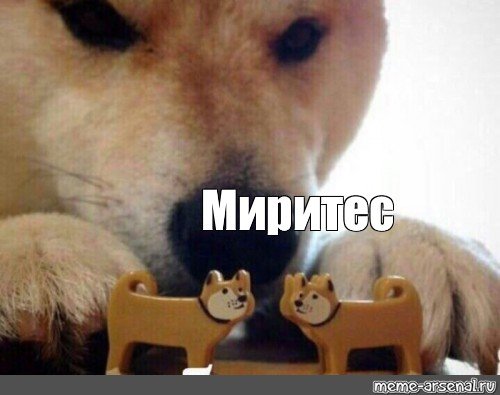 Мемы с собачками