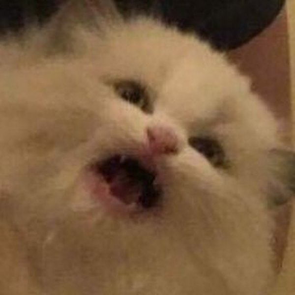 Мемы с орущим котом