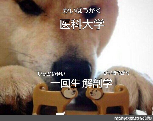 Сиба ину Мем ебитес