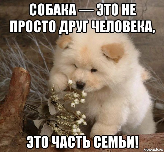 С днем Мем с собакой