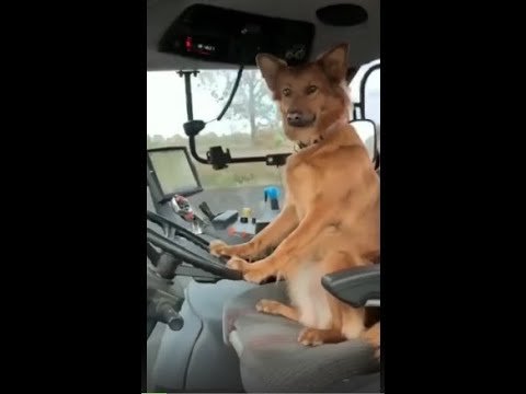 Пес тракторист