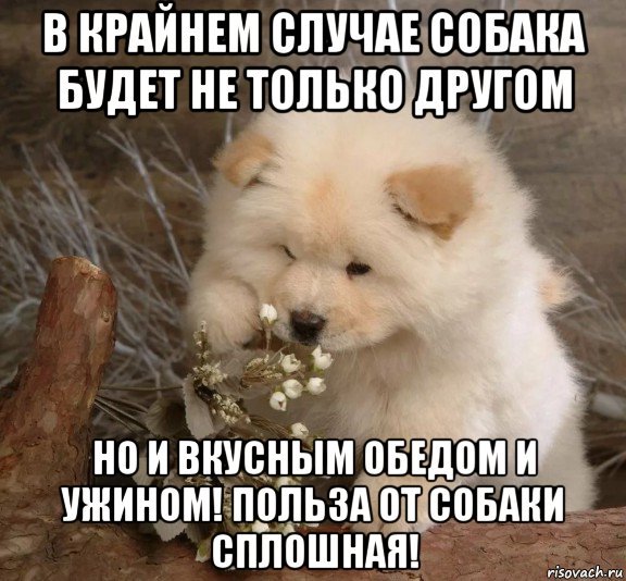 Мемы с песиками