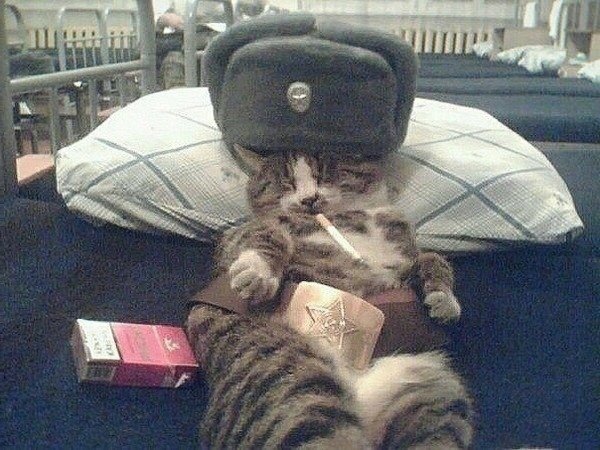 Кот в армии