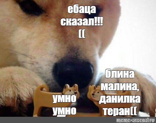 Мем собака баг