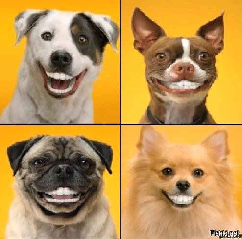 Педигри Дента Стикс Мопс