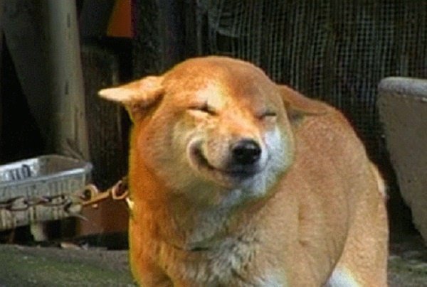 Собака улыбается