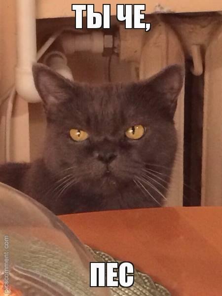 Ты че пес Мем