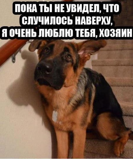 Смешные картинки про собак с надписями