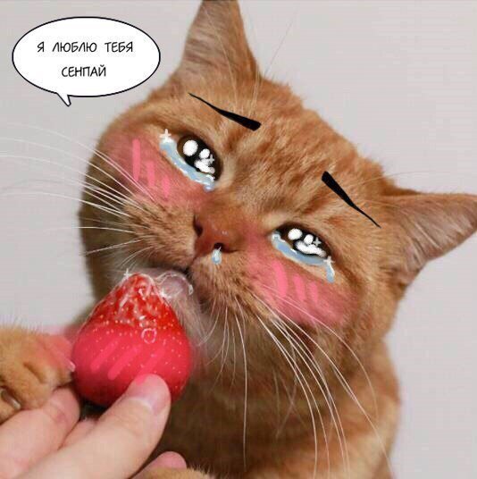 Коти милые с клубникой